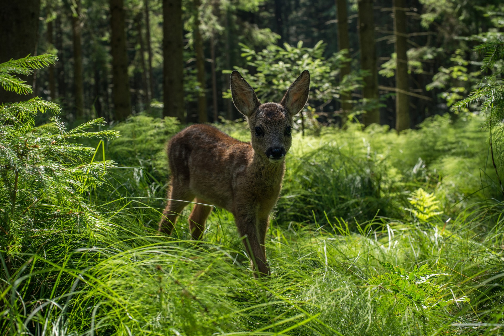 Nature´s Nurseries - The next wild Generation