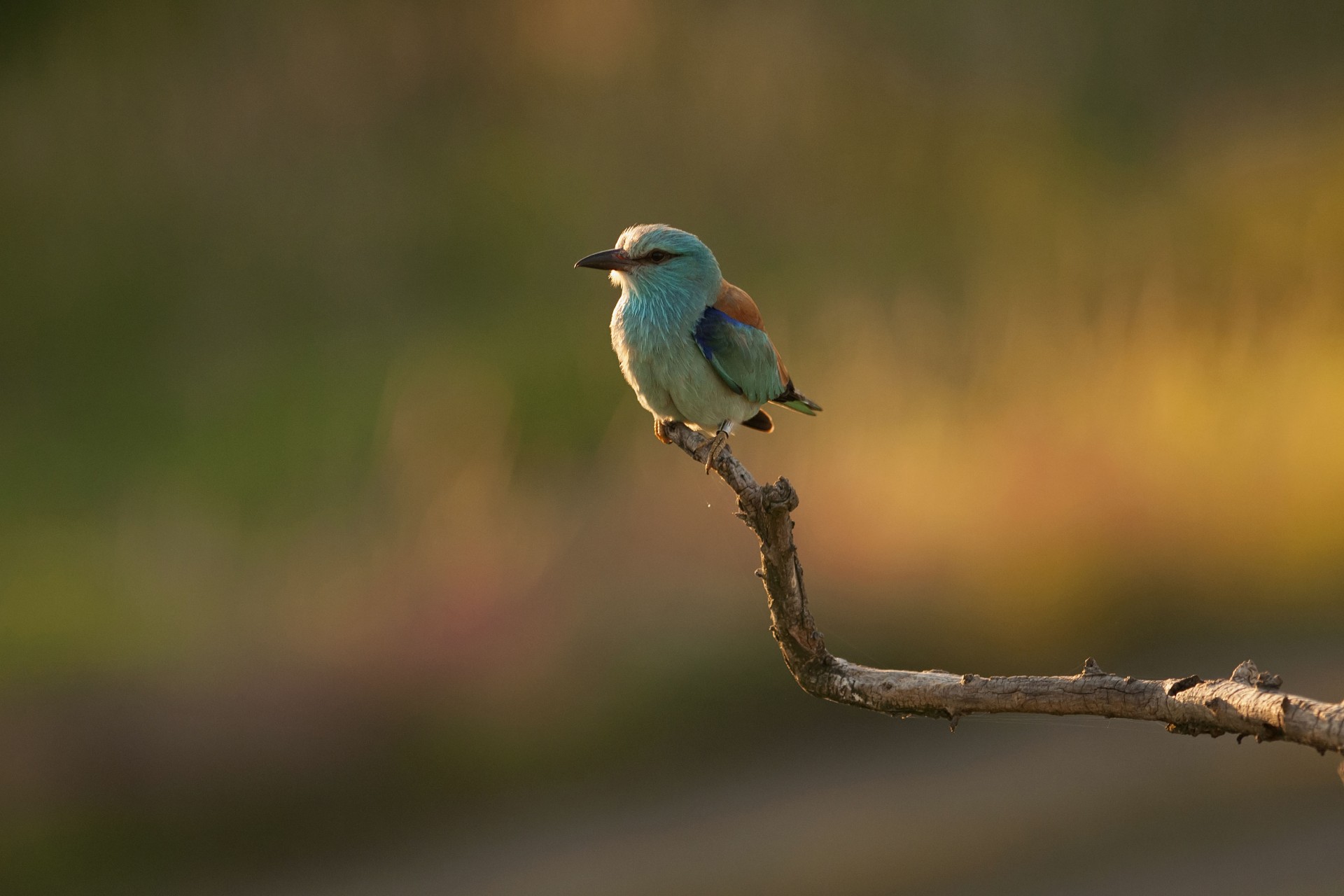 L'Oiseau Bleu - La vie secrète du Rollier d'Europe
