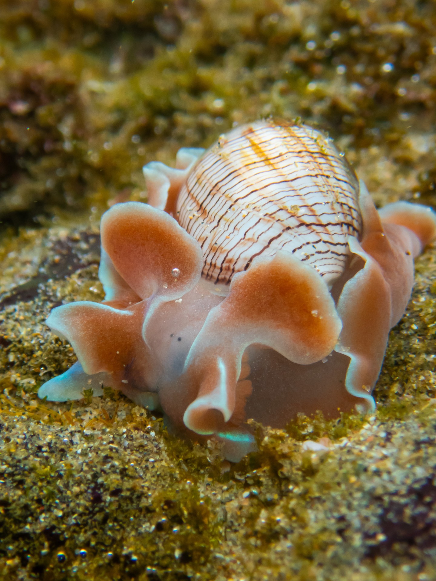 Shells: Shaped By Nature