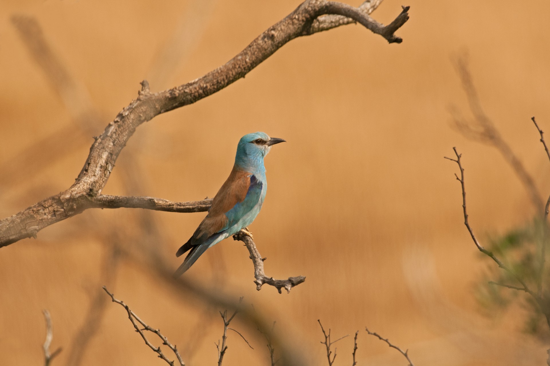 Blue Wings - The secrete Life of the European Roller