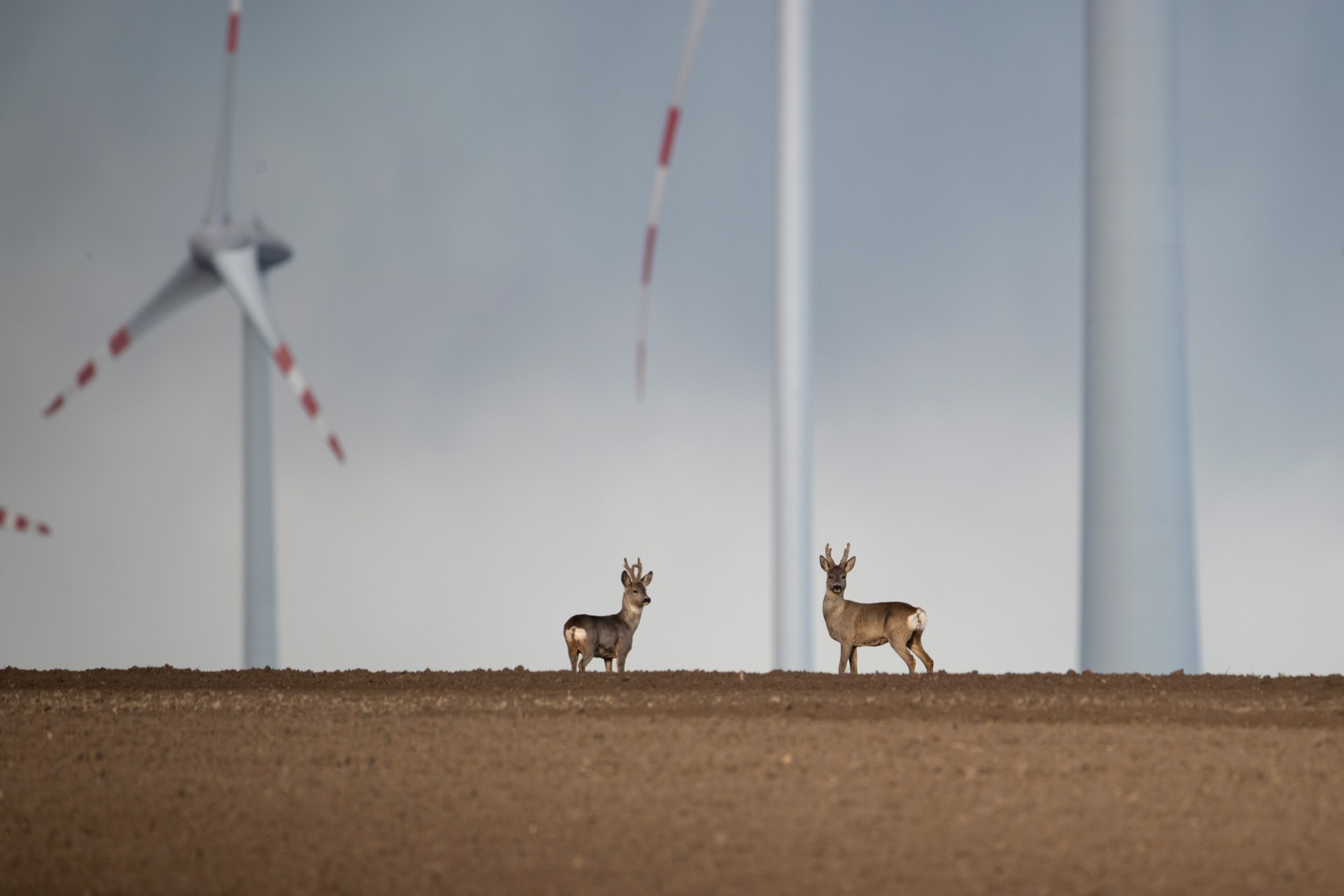 Wildlife 2.0 - Adapting to a New World