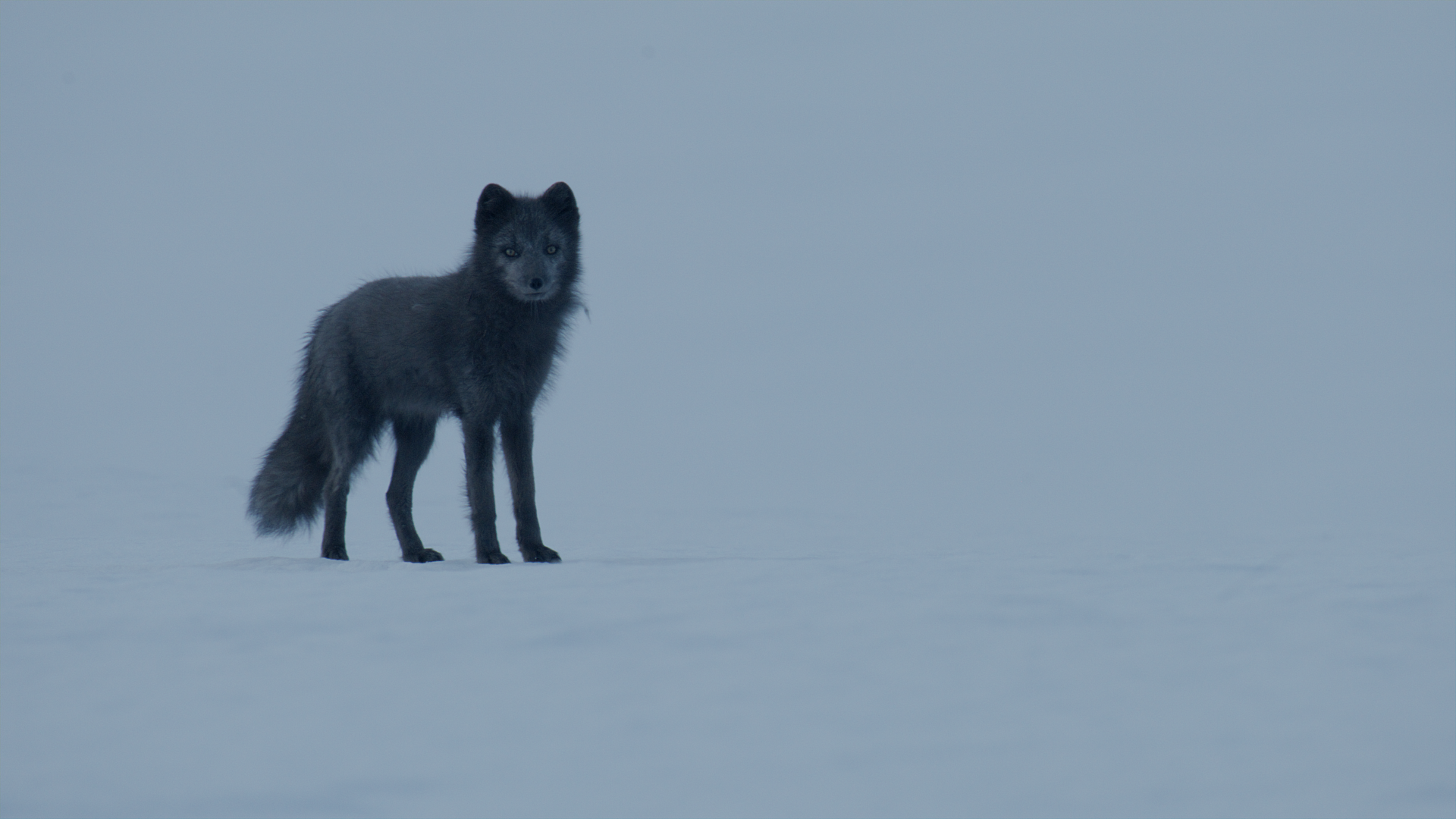 The Journey of the Blue Fox