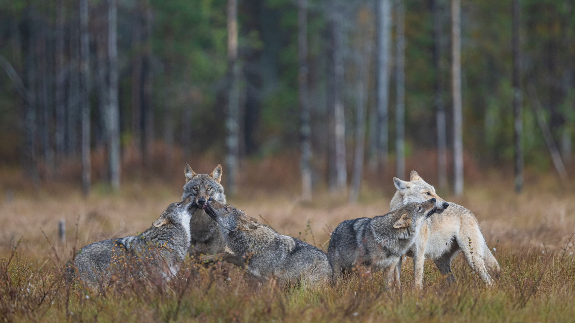 Among the Wolves