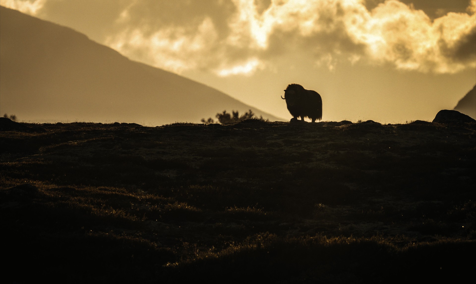 Muskox: Survival in the Arctic
