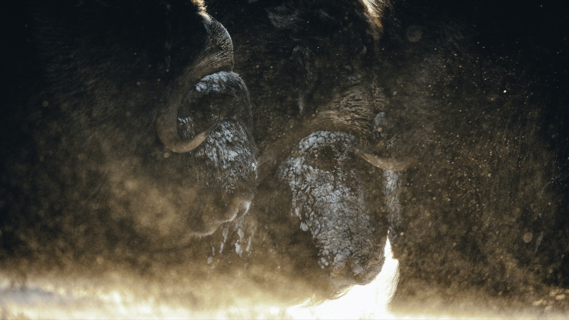 Muskox: Survival in the Arctic