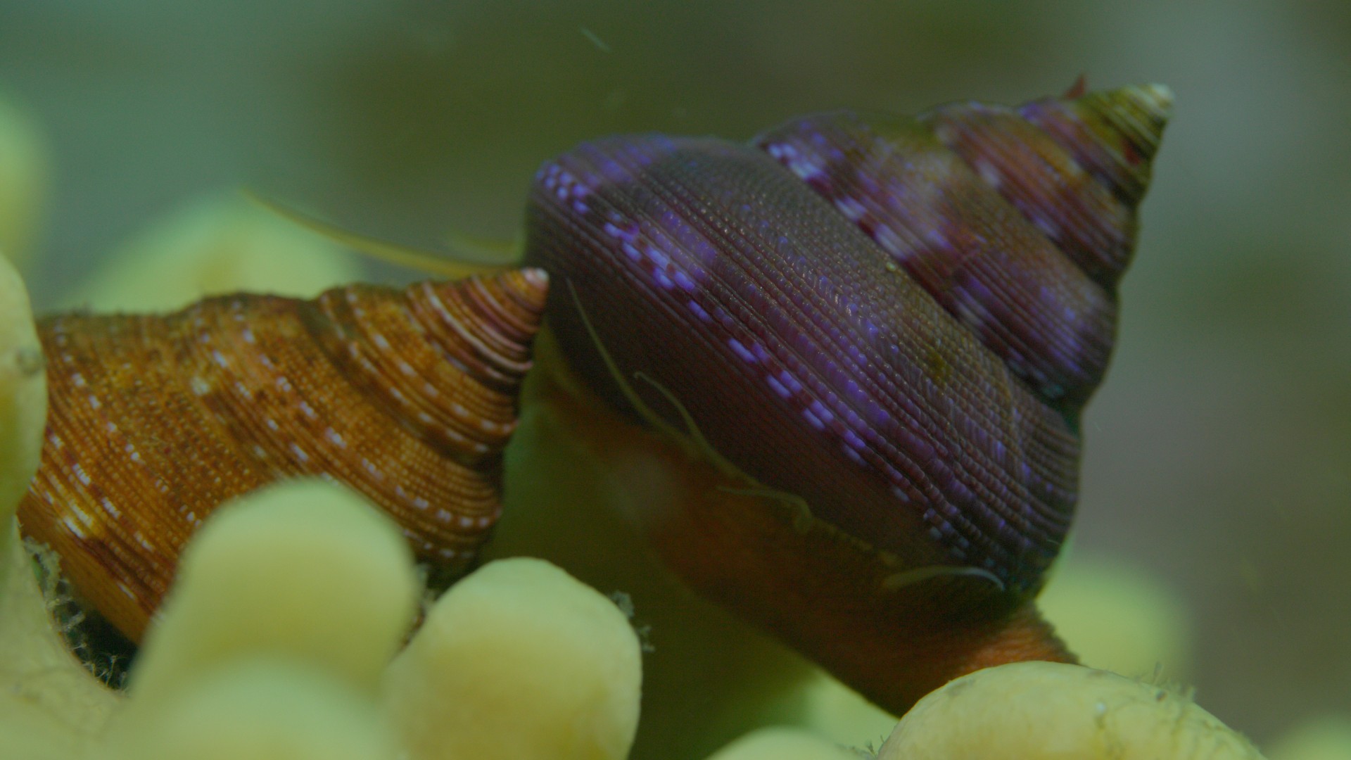 Shells: Shaped By Nature