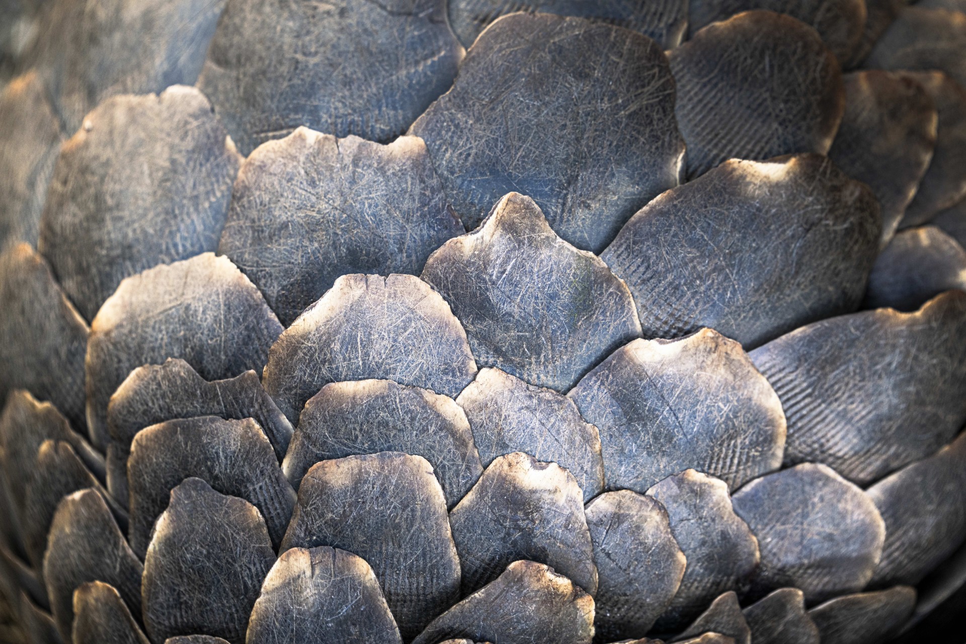 Pangolin - Journey to Freedom