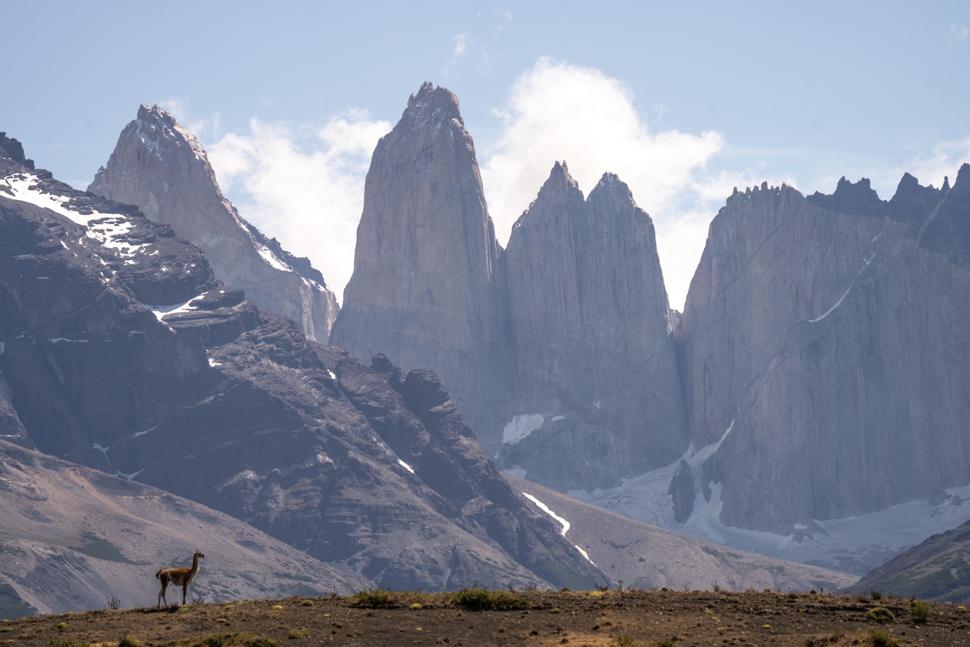 Coexistencia, Sur les Traces des Pumas