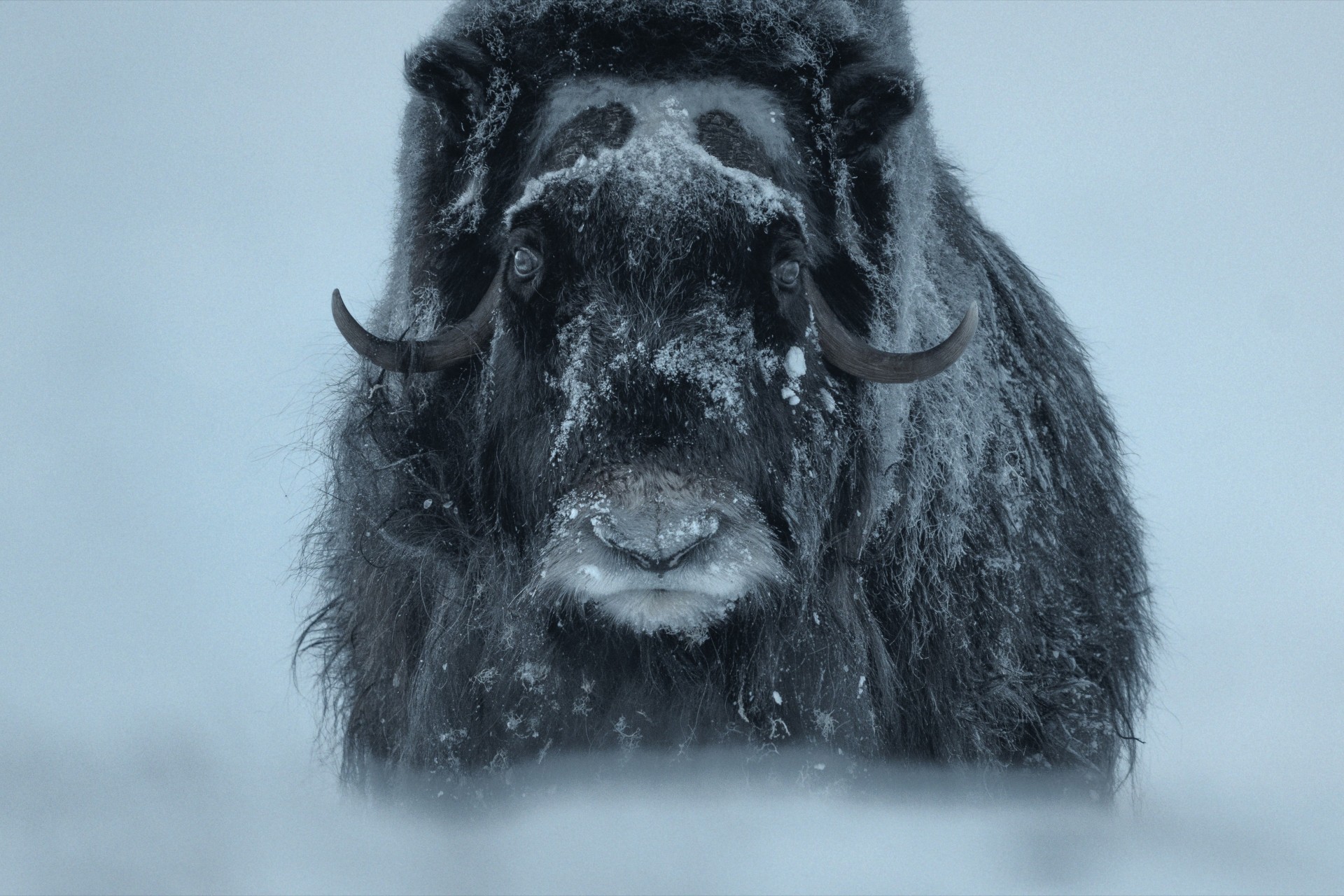 Muskox: Survival in the Arctic