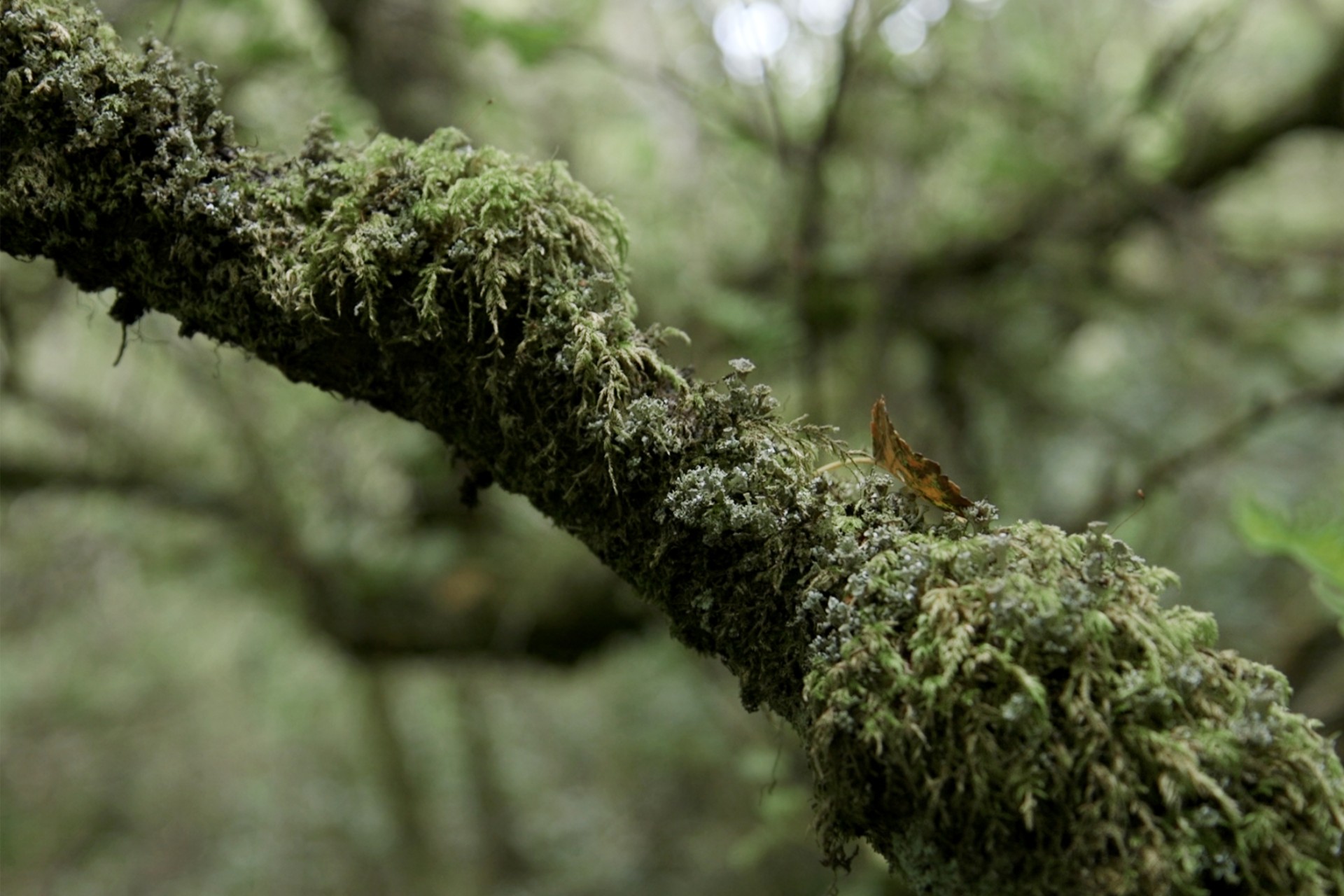 An Irish Atlantic Rainforest